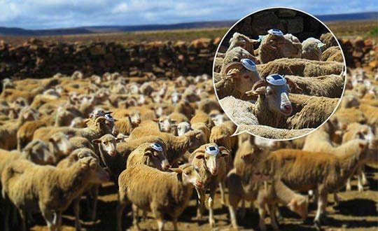 Protect Your Flocks with Solar Road Stud Lights