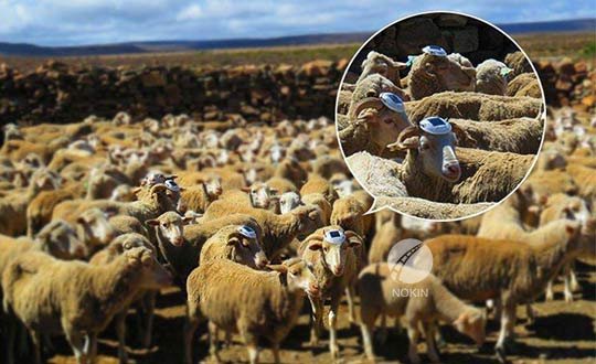 Road Stud South Africa